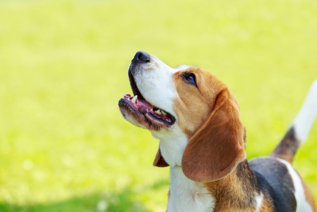 How To Adopt a American Foxhound in South Carolina