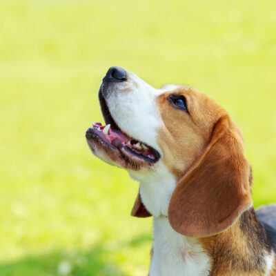 American Foxhound