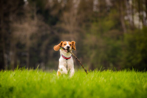 American Foxhound Puppy Running Happily Through Grass
