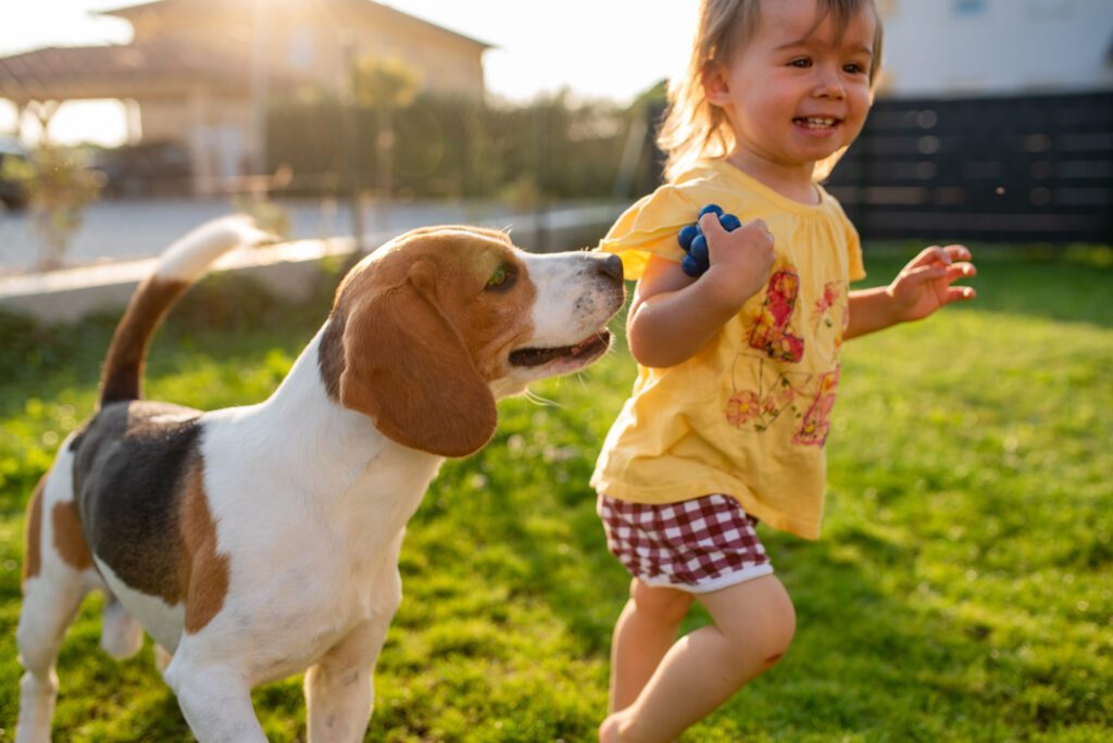 American Foxhound Walking Beside Young Child Outdoors
