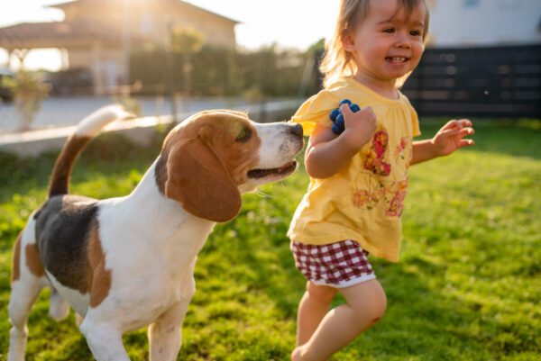 American Foxhound Walking Beside Young Child Outdoors