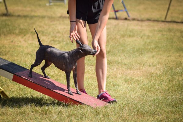 American Hairless Terrier Balancing During Agility Training
