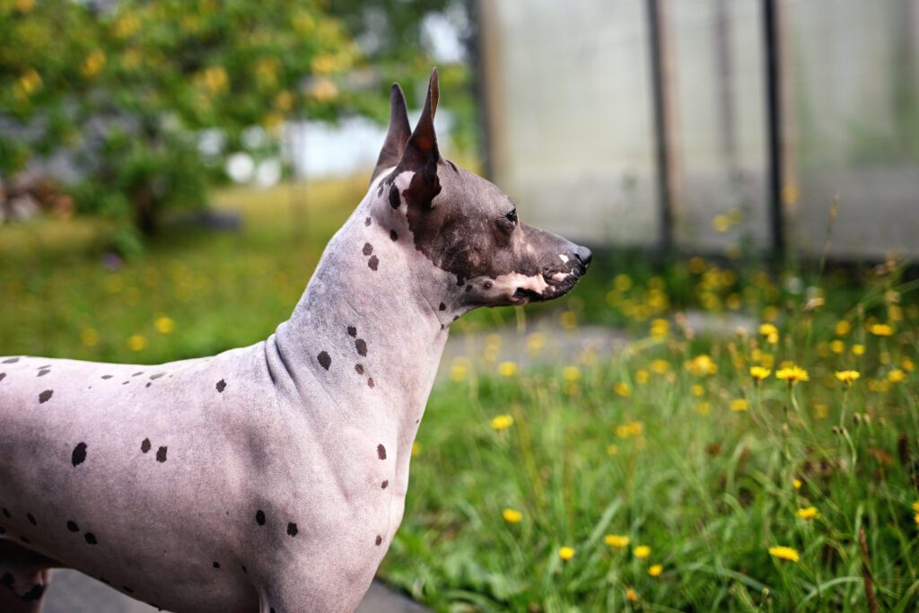 American Hairless Terrier Looking Curious In Grassy Field