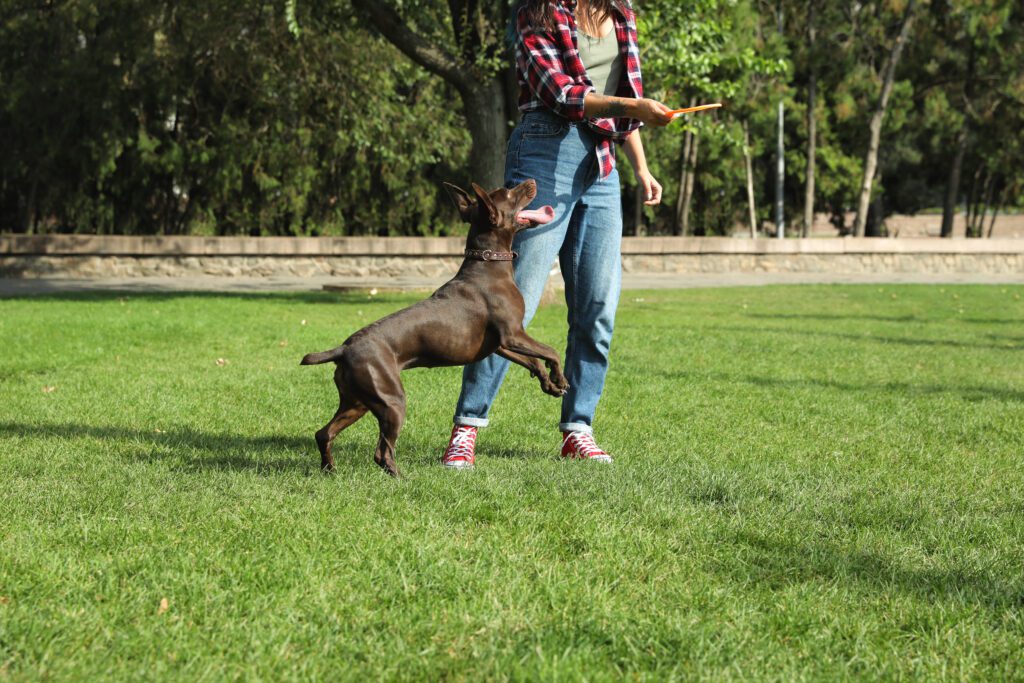 American Hairless Terrier Playing With Owner Outdoors