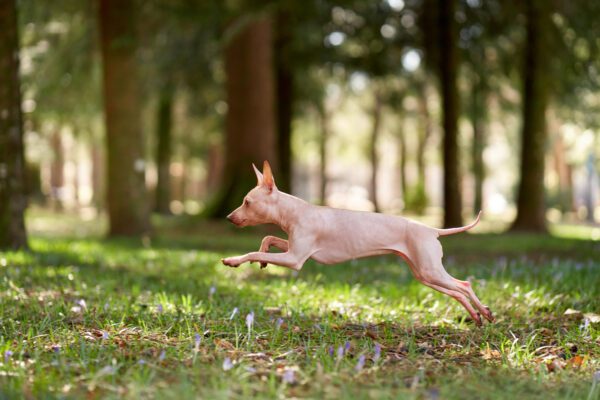 American Hairless Terrier Running Playfully Through Park