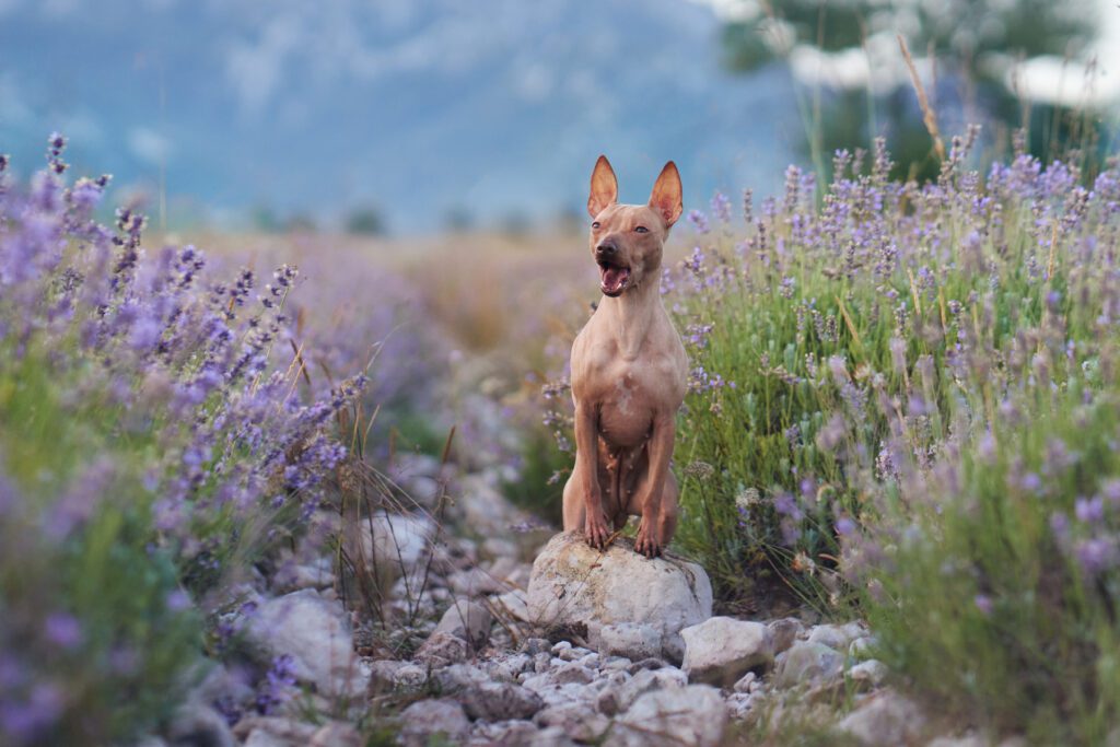 American Hairless Terrier Sitting Proudly On Rock