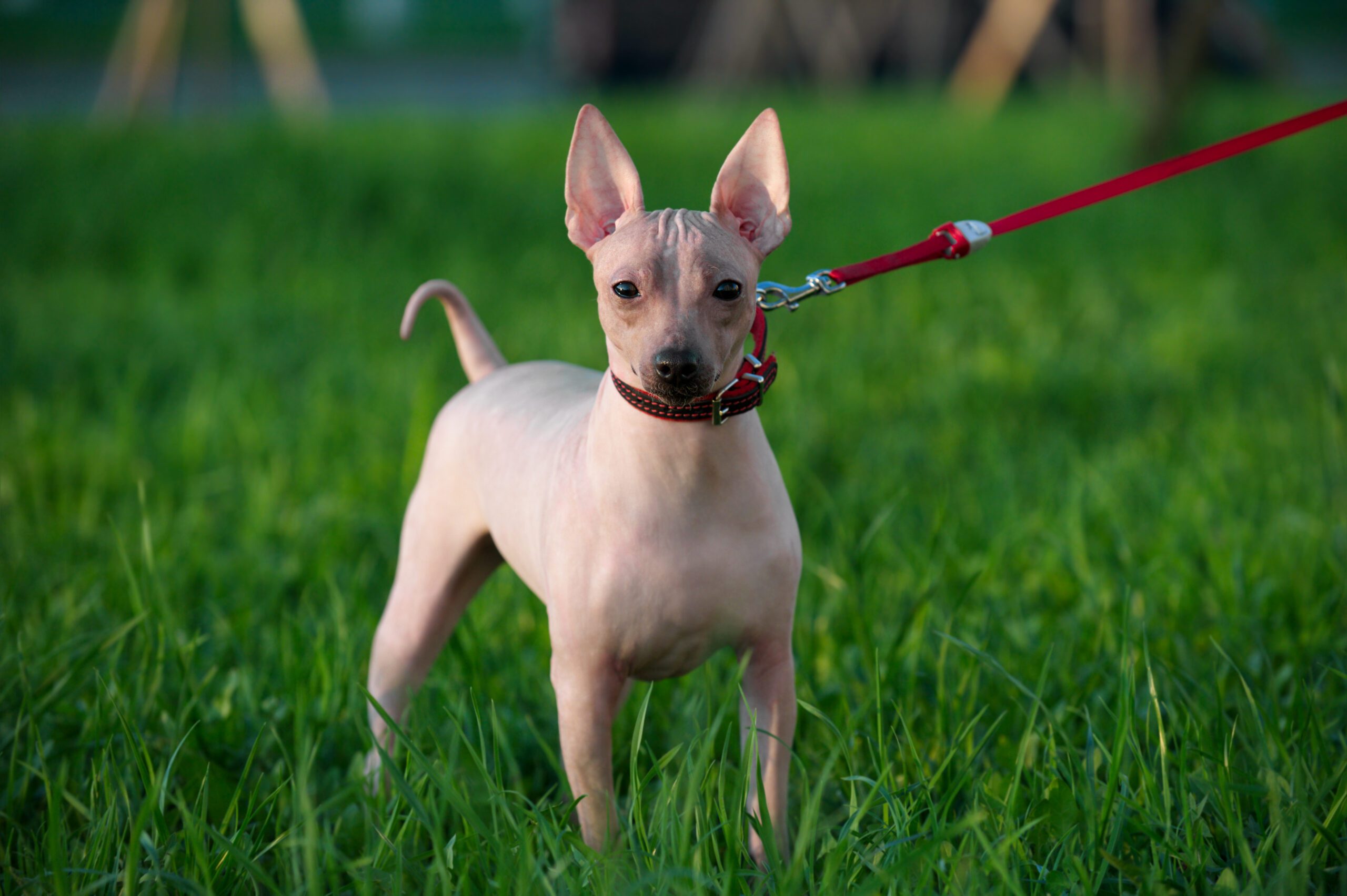 American Hairless Terrier Adoption Guide