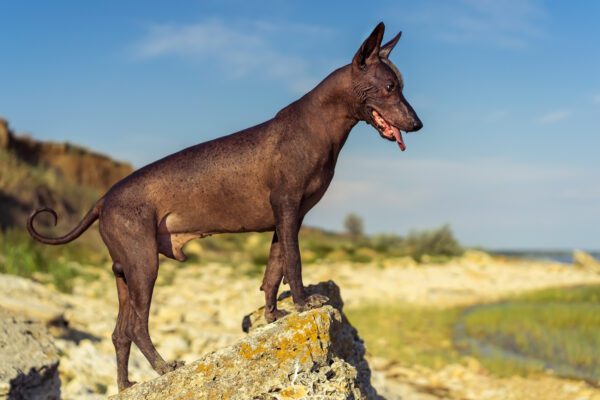 American Hairless Terrier Standing Alert On Rock