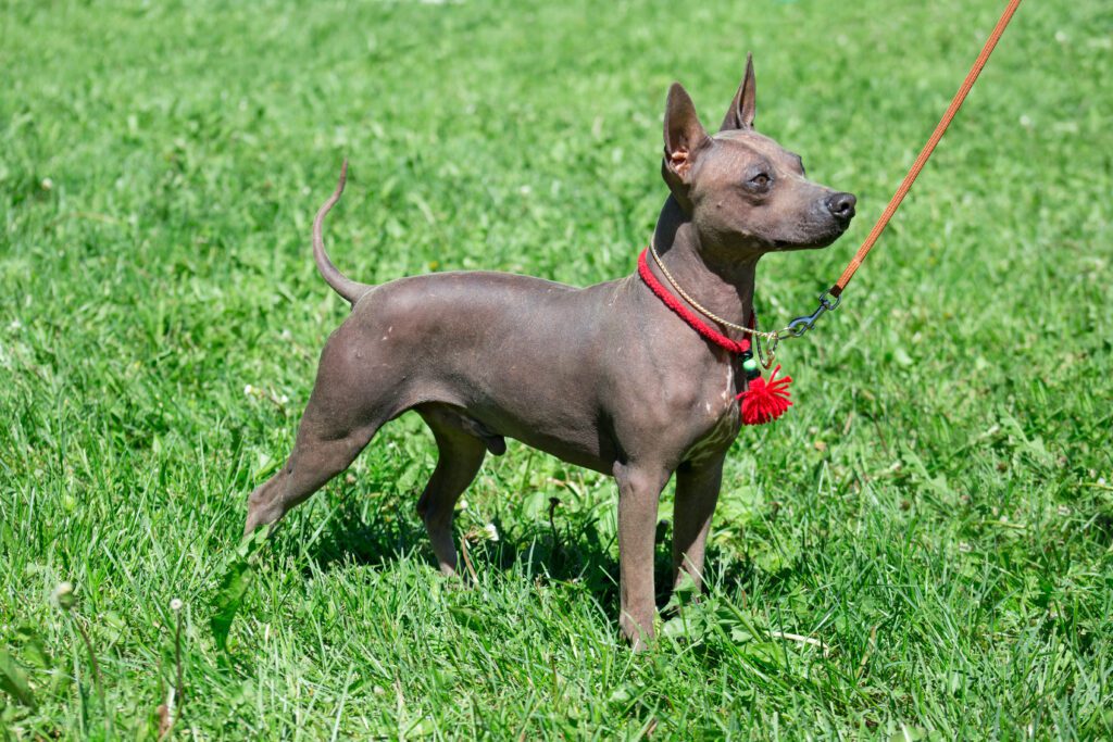 American Hairless Terrier Standing Confidently On Grass
