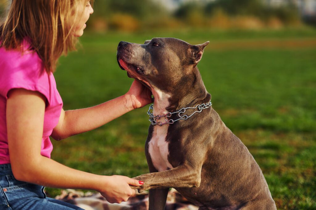American Pit Bull Terrier Enjoying Attention From Owner