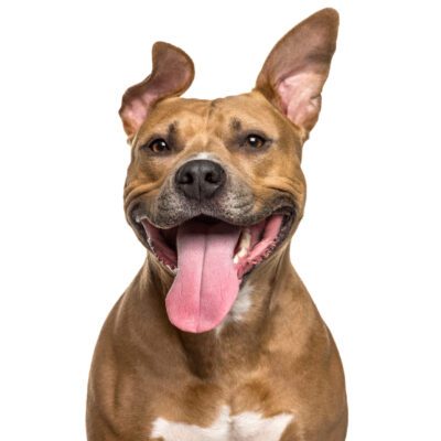 American Pit Bull Terrier