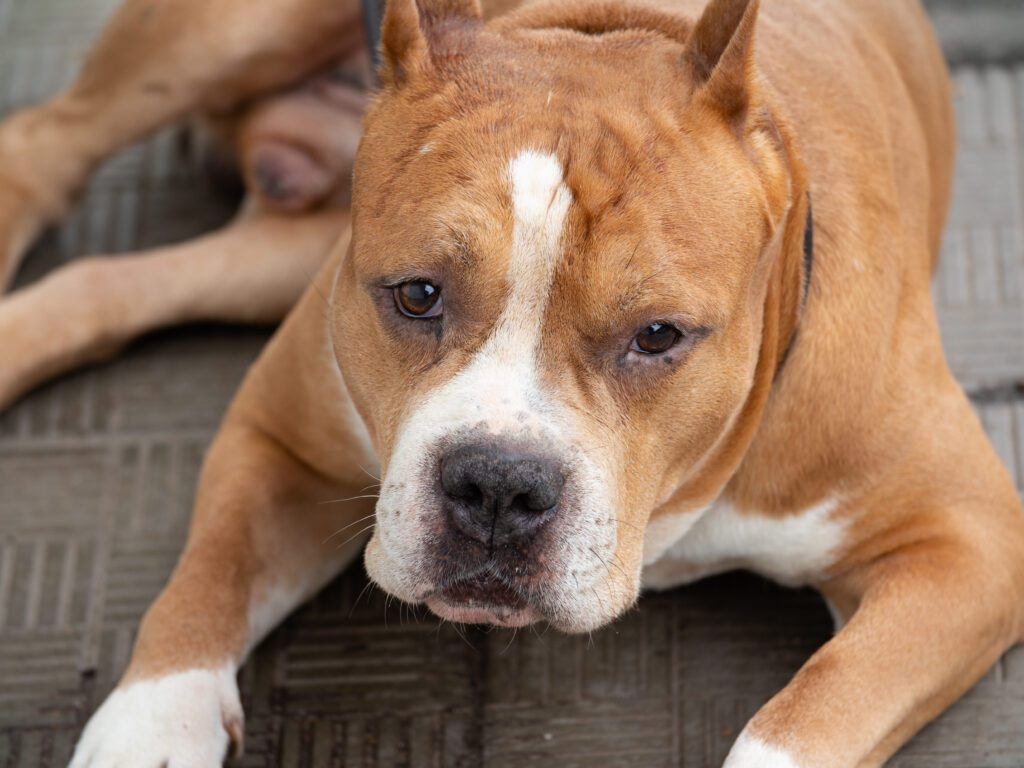 American Pit Bull Terrier Relaxing While Lying Down