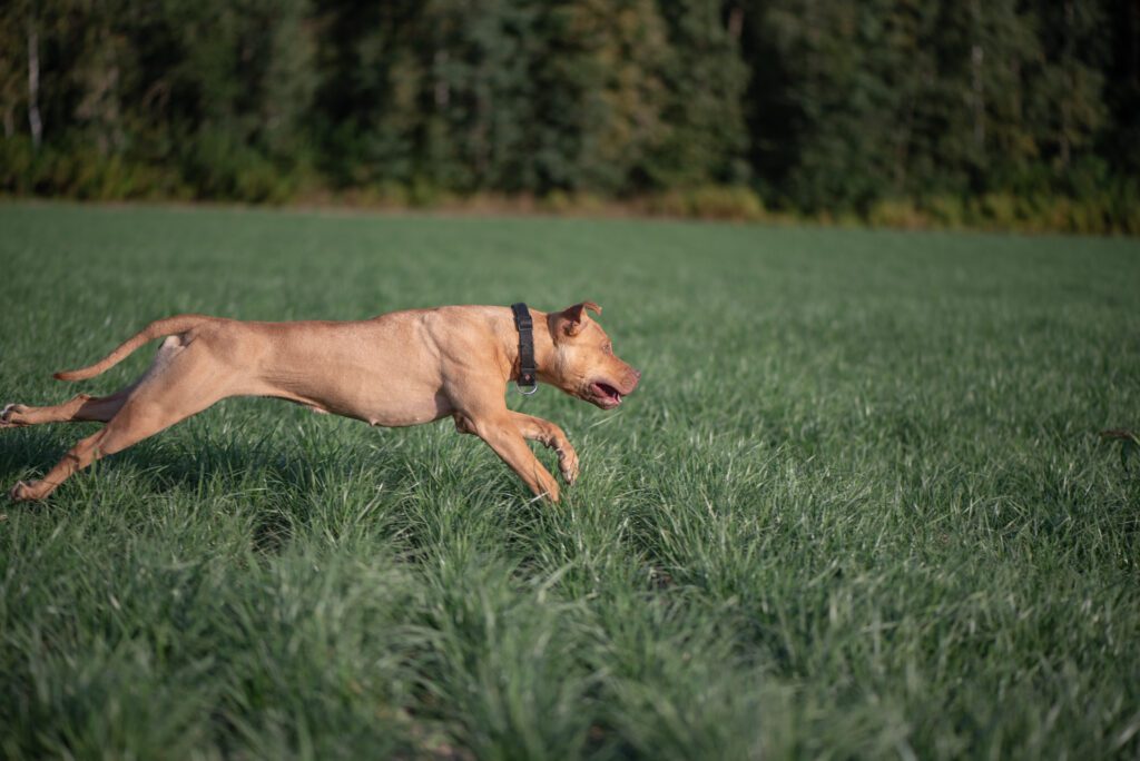 American Pit Bull Terrier Running Quickly Across Grass