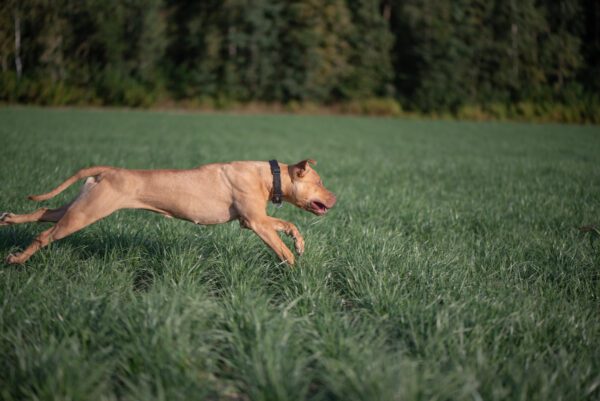 American Pit Bull Terrier Running Quickly Across Grass
