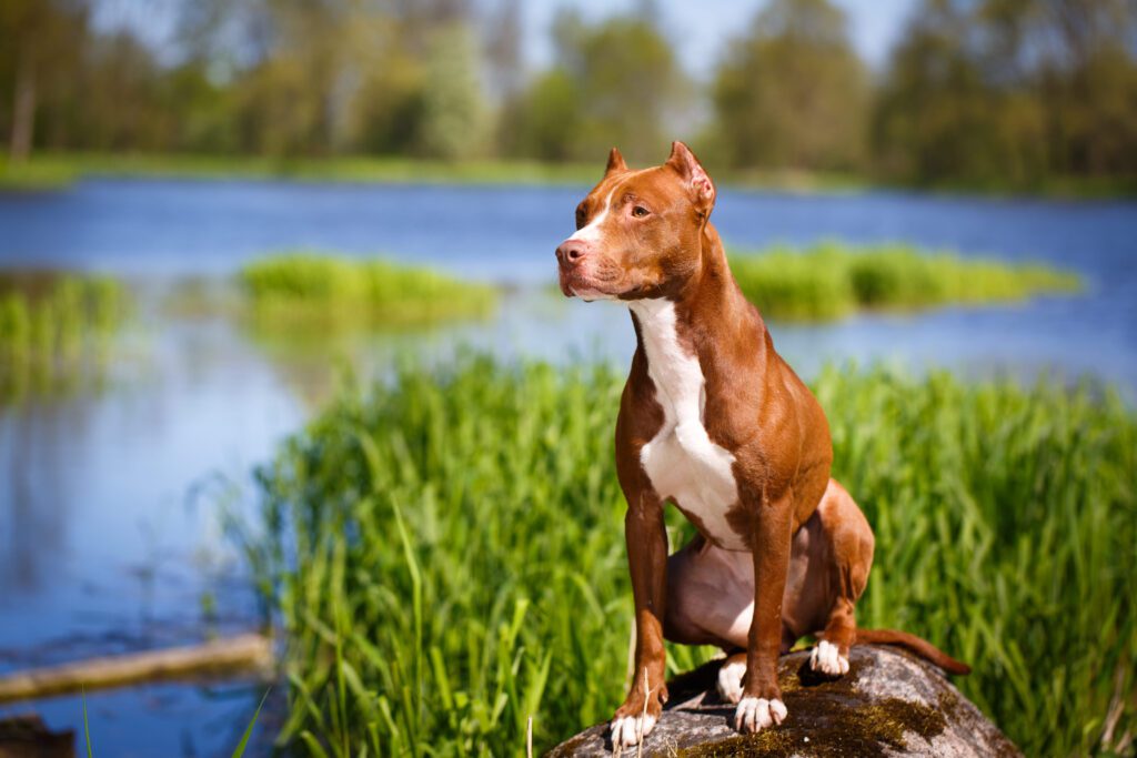 How To Adopt a American Pit Bull Terrier in Minnesota