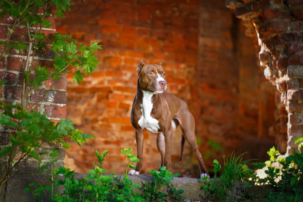 How to Adopt an American Pit Bull Terrier
