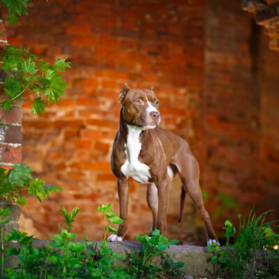 American Pit Bull Terrier