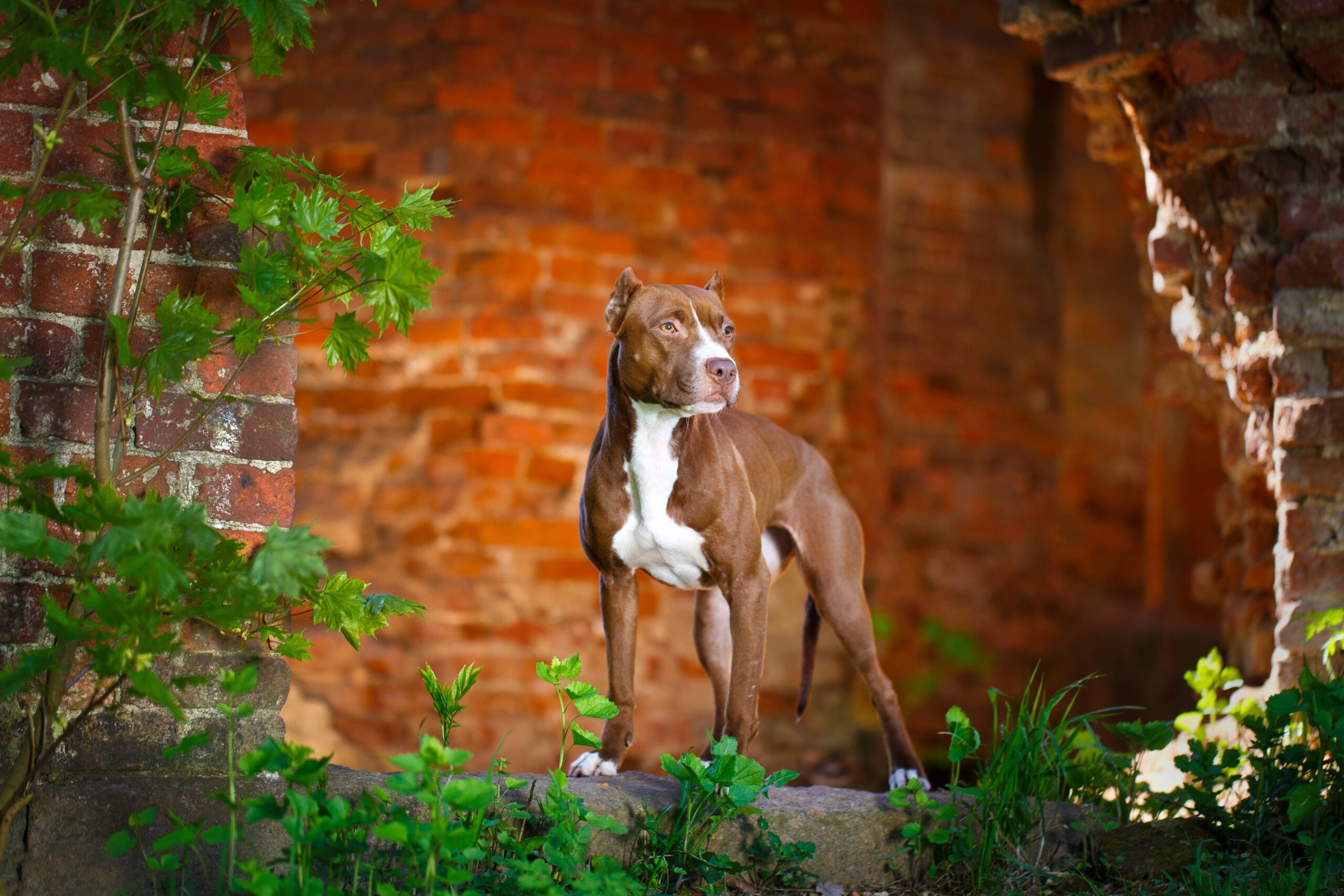 American Pit Bull Terrier Adoption Guide