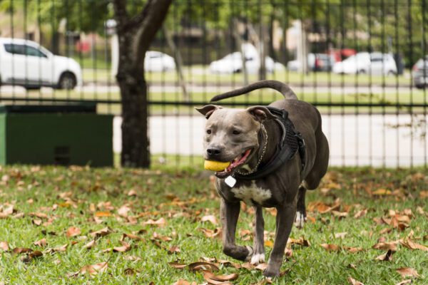 American Pit Bull Terrier Walking On Leash In Park