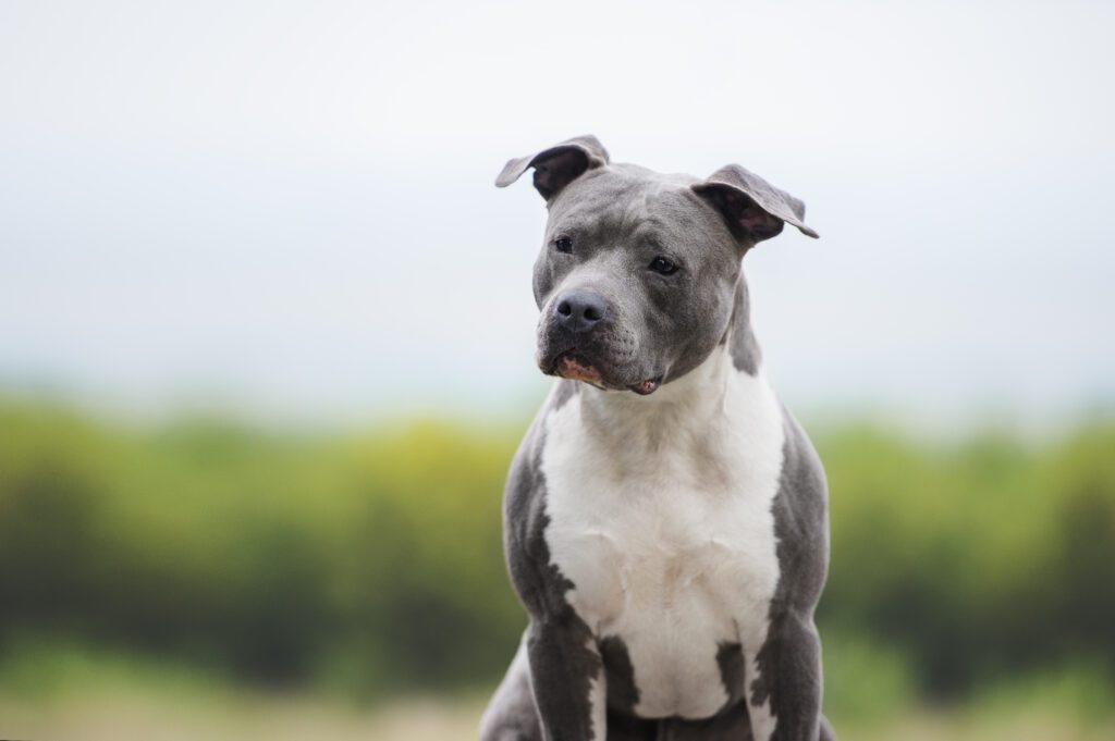 American Staffordshire Terrier Looking Alert In Portrait
