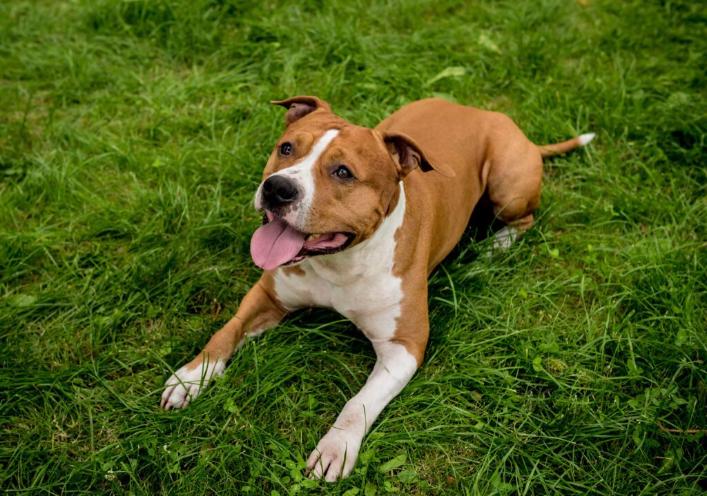 American Staffordshire Terrier Lying Happily On Grass With Tongue Out