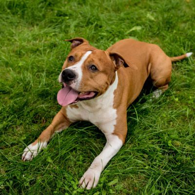 American Staffordshire Terrier