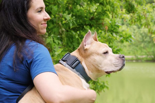 American Staffordshire Terrier Relaxing With Owner Outdoors
