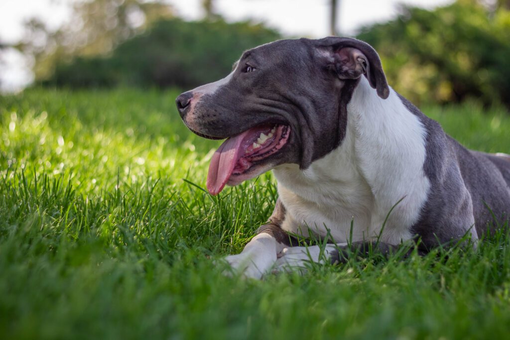 American Staffordshire Terrier Resting On Grass With Tongue Out