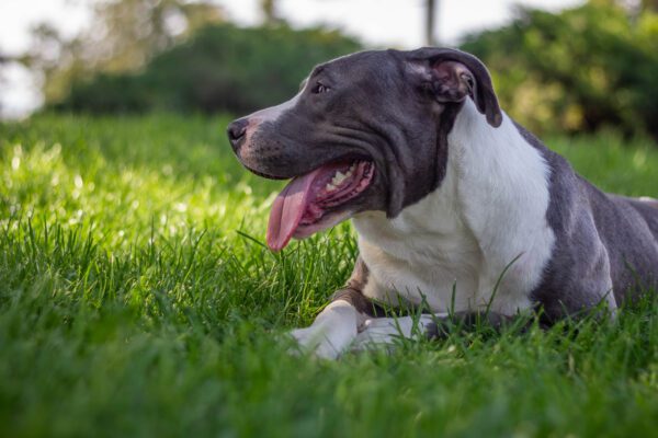 American Staffordshire Terrier Resting On Grass With Tongue Out
