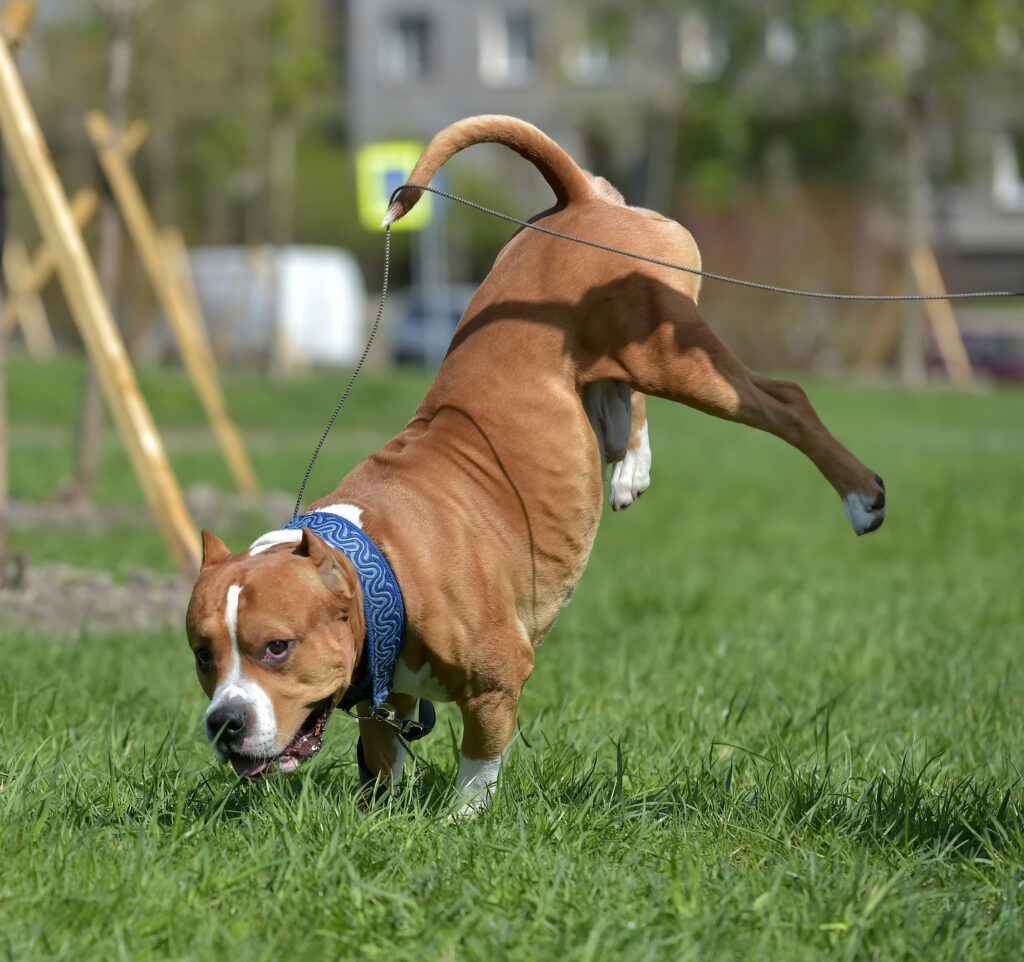 American Staffordshire Terrier Running Playfully Across Grass
