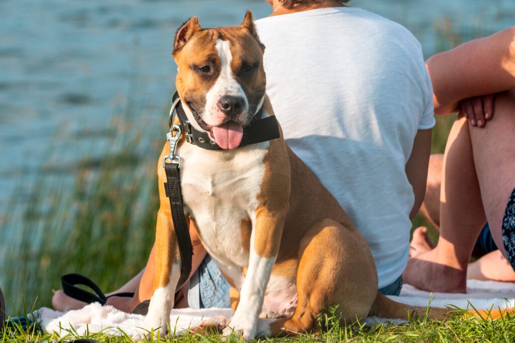 American Staffordshire Terrier Sitting Calmly Beside Owner