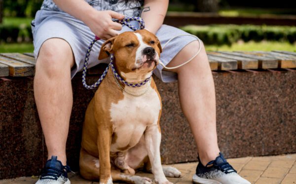 American Staffordshire Terrier Sitting Proudly Beside Owner At The Park