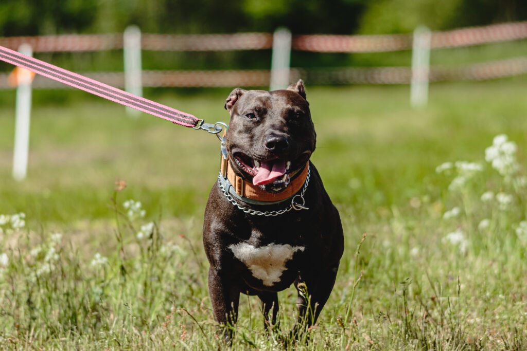 How to Adopt an American Staffordshire Terrier