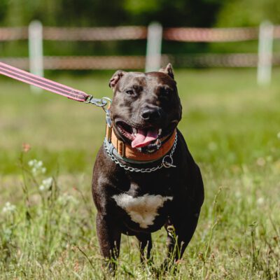 American Staffordshire Terrier