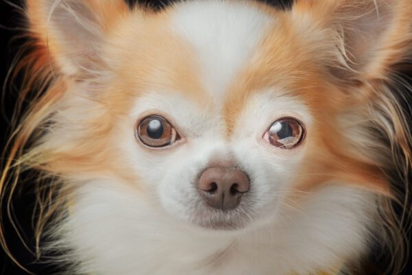 Apple Head Chihuahua Close Up Portrait