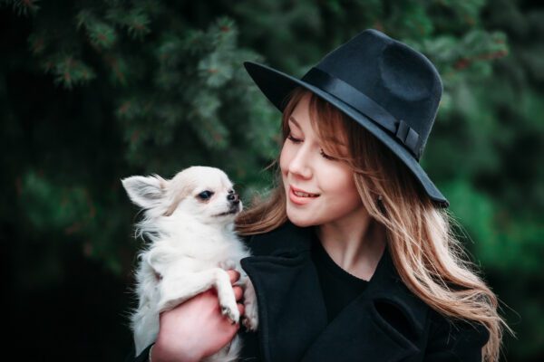 Apple Head Chihuahua Cuddling With Owner