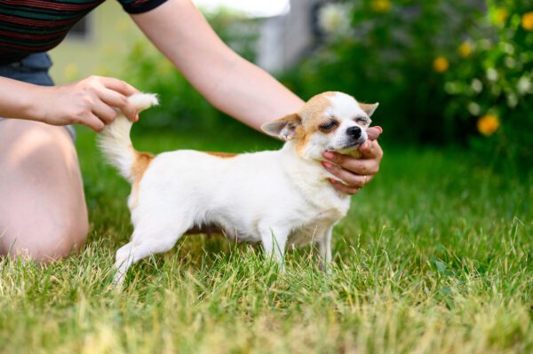 Apple Head Chihuahua Enjoying Gentle Pet From Owner
