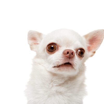 Apple Head Chihuahua