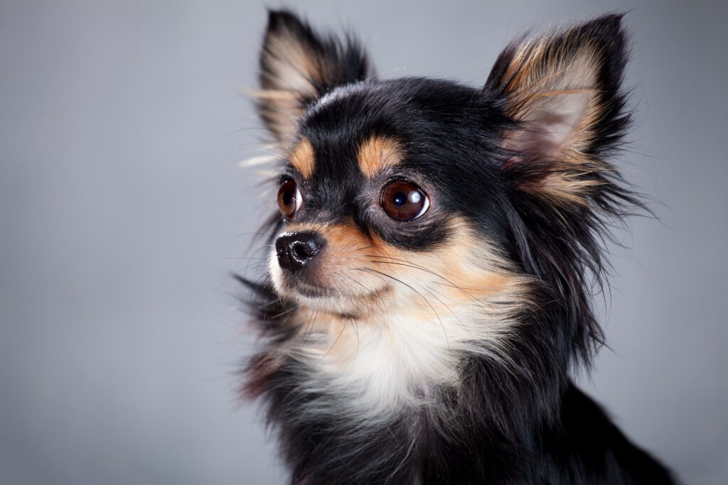 Apple Head Chihuahua Looking Attentively At Camera