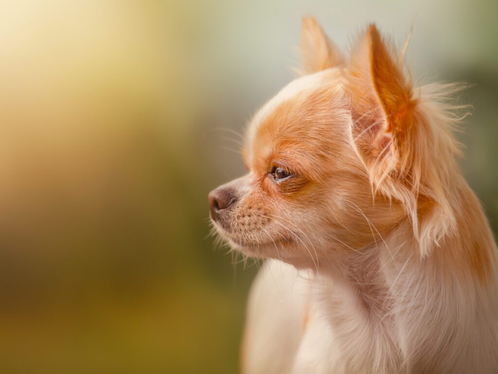 How To Adopt a Apple Head Chihuahua in Virginia