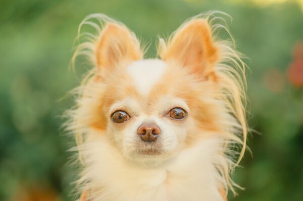 Apple Head Chihuahua Looking Curiously At Camera
