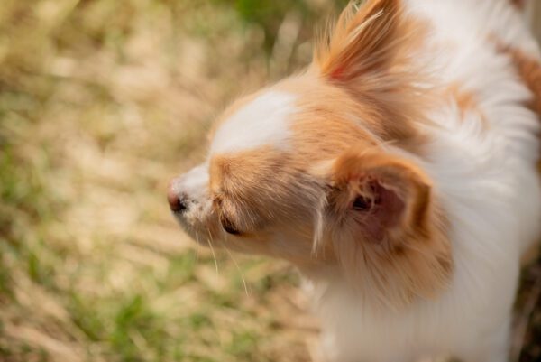 Apple Head Chihuahua Relaxing In Warm Sunlight