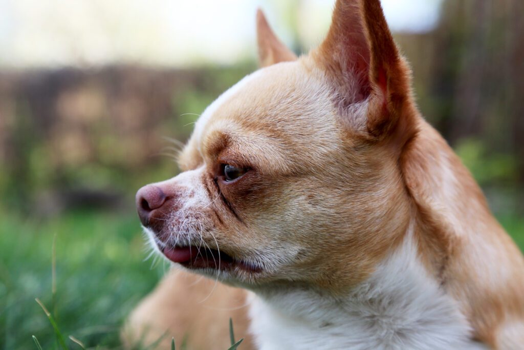 Apple Head Chihuahua Resting Peacefully In Profile