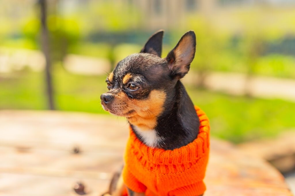 How to Adopt an Apple Head Chihuahua