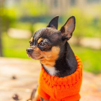 Apple Head Chihuahua