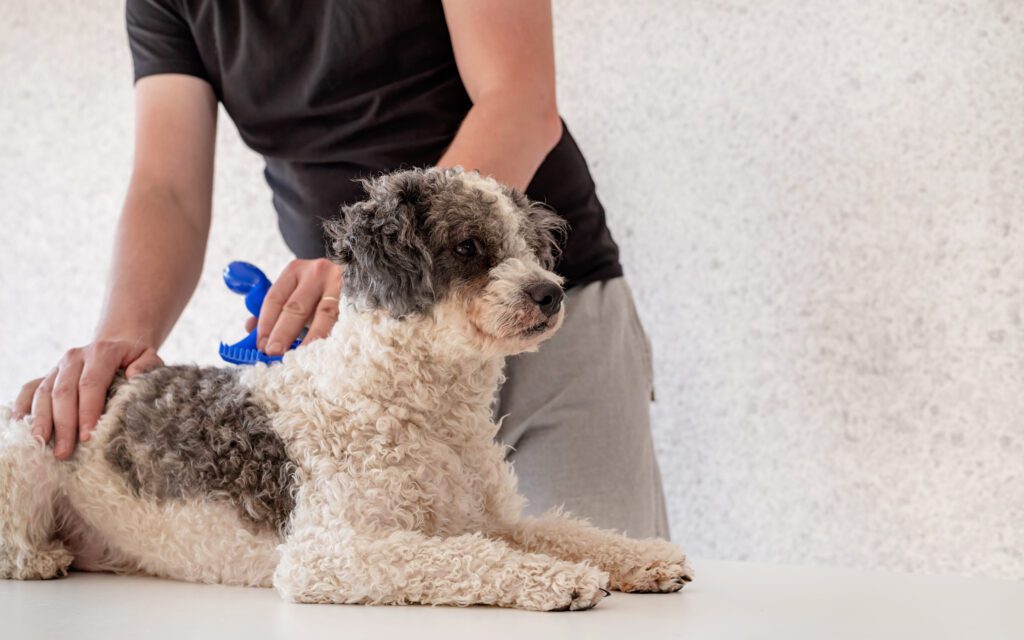 Aussiedoodle Enjoying Gentle Grooming From Owner