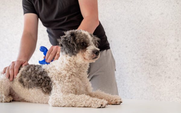 Aussiedoodle Enjoying Gentle Grooming From Owner