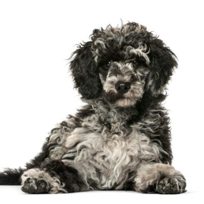 Aussiedoodle