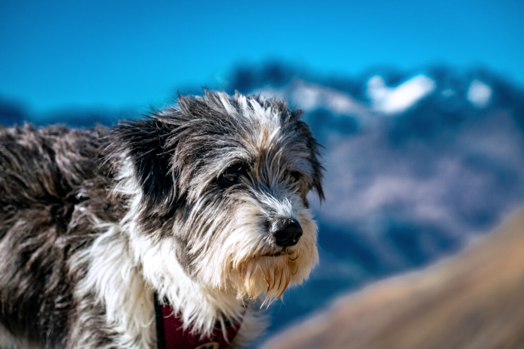 How To Adopt a Aussiedoodle in Pennsylvania