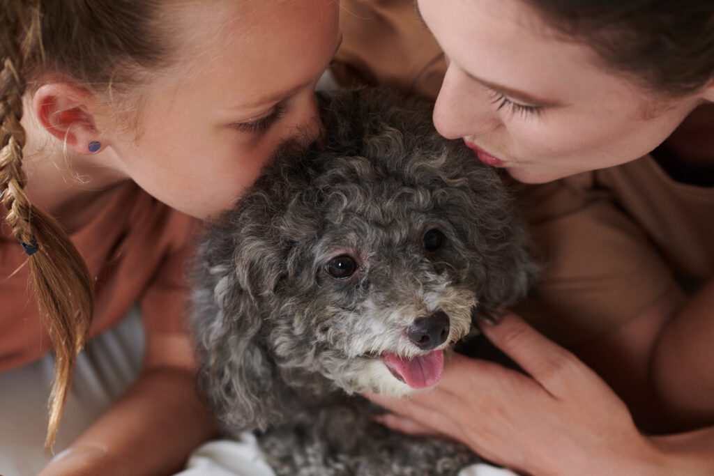 Aussiedoodle Puppy Cuddling Affectionately With Two Owners